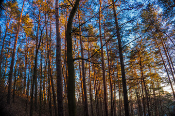 pine trees at sunset light