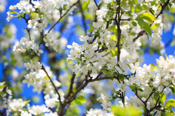 Apple blossoms over blurred nature background. Spring flowers. Spring Background.
