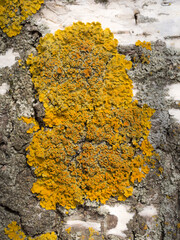 yellow lichen on birch bark