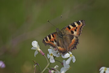 butterfly on flower