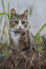 Portrait of a beautiful lovely cat in the grass