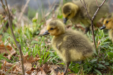Canadian gosling close up as it walks near mother on a sunny day near the lake