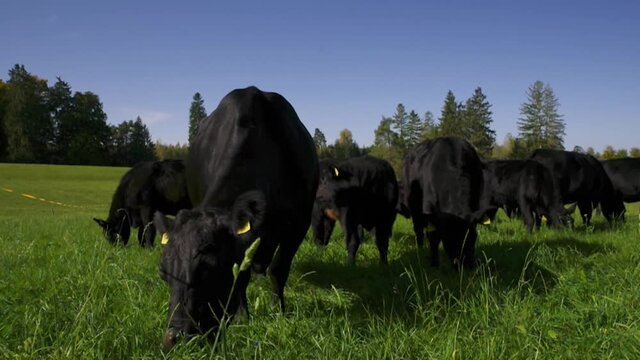 Black Angus Rinderherde bei der morgendlichen Fütterung in saftig grünem Gras auf den bayerischen Alpen an einem sonnigen Tag
