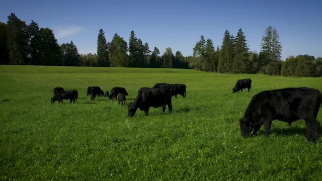 Free open range ranching grazing cattle livestock cows and bulls in countryside farming valley 