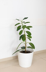 A high ficus in a pot against the white wall stands on the floor of the room.