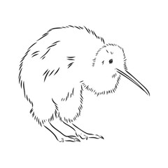 hand drawn, sketch, cartoon illustration of kiwi