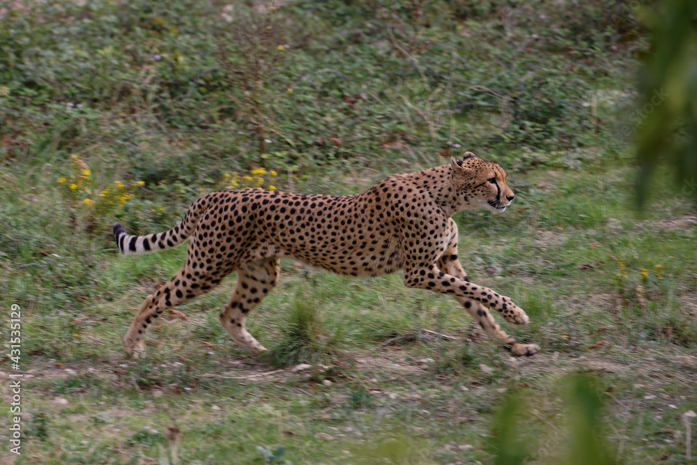 Wall mural Guépard