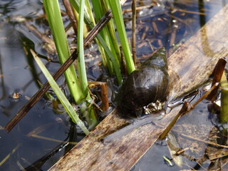 Lymnaea stagnalis, the great pond snail in the water in sunlight.