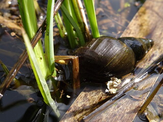 Lymnaea stagnalis, the great pond snail in the water in sunlight.