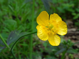 Meadow buttercup, tall buttercup, common buttercup and giant buttercup (Ranunculus acris) with green background.
