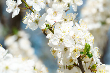 close-up of a branch of an apricot tree. floral pattern, natural background, selective focus