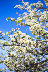 Apple blossoms over blurred nature background. Spring flowers. Spring Background.