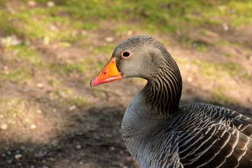 Portrait of a country goose on the river bank, Ryton Pools Country Park, Ryton-on-Dunsmore, England, UK
