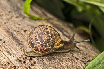 escargot en gros plan sur un tronc d'arbre