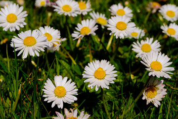 Obraz premium white daisies blooming
