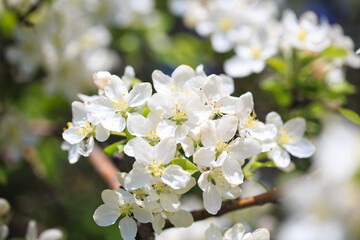 Apple blossoms over blurred nature background. Spring flowers. Spring Background.