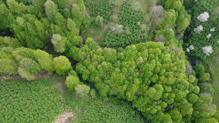 Naklejka premium green moss background