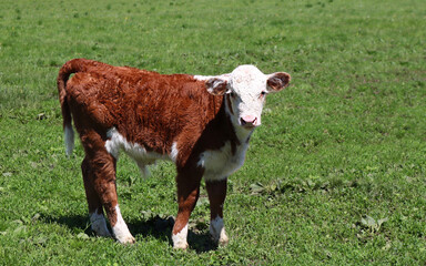 Cute Hereford calf in a pasture in Ontario, Canada © Diane Kuhl/Wirestock