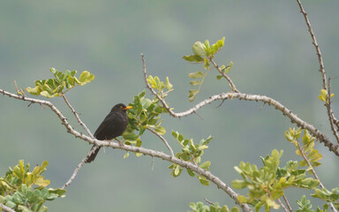 mirlo común posado en la rama de una higuera