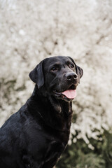 beautiful black labrador sitting outdoors in meadow over white almond tree flowers background. Spring time, happy pets in nature