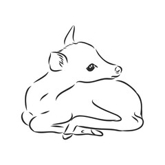 Hand ink drawing of a young sika deer isolated on white background, in a standing pose. Fawn, forest animal, vector illustration.