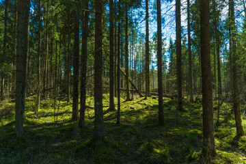 Forest background. Dark forrest nature view
