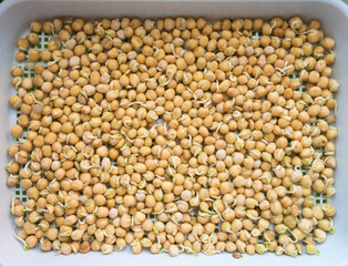 Germination of seeds in a special tray. Tray with grid for microgreening. Pea seeds with sprouts, supera species. Correct and healthy diet. Greenery on the window all year round. Vitamin feeding
