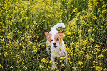 cute small jack russell dog sitting outdoors in yellow flowers meadow background. Spring time, happy pets in nature