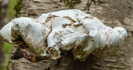 a large plate mushroom fungi growing on the side of a tree 