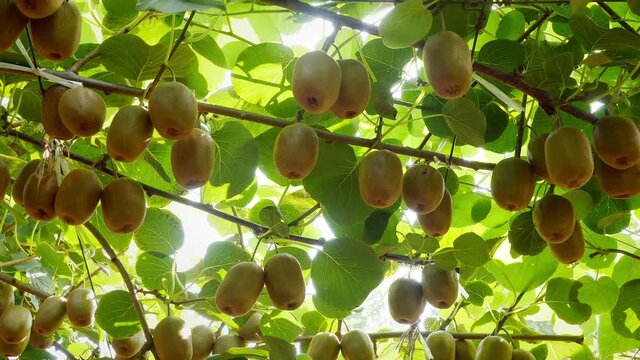 Under the sun, many ripe big kiwis on the branches