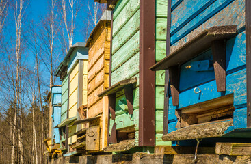 colorful vintage wooden beehives at sunny spring day