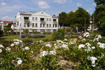 Weiße Rosen Stadtpark Bad Harzburg