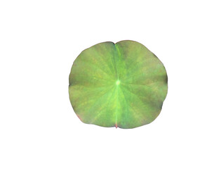 Isolated small potted waterlily or lotus plants, leaves, flowers.
