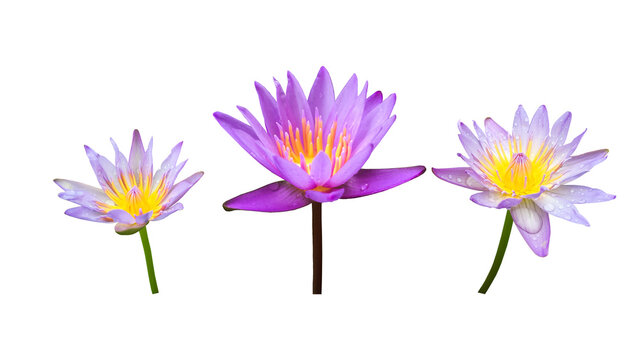 Isolated small potted waterlily or lotus plants, leaves, flowers.