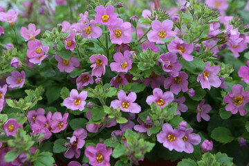 Pink flowers of bacopa (aquatic plants belonging to the family plantaginaceae) in garden....