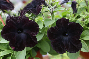 Black flowers of surfinia (ampelous petunia) "Blackberry". Spring flowers. Floral postcard with surfinia. Garden, seasonal gardening. Black surfinia blossom. Black bloom of surfinia (ampelous petunia)