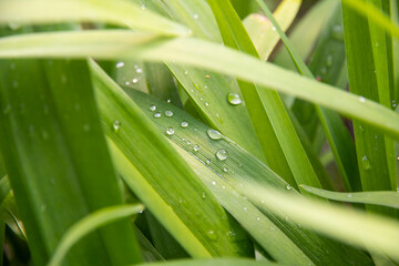 Obraz premium Fresh beautiful green lawn. Young grass after the rain. Raindrops. Macro