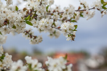 White Cherry Blossom Summer Sky