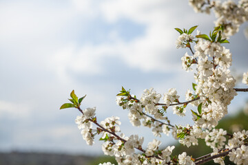 White Cherry Blossom Summer Sky