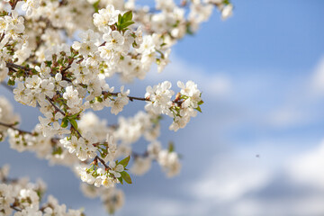 Obraz premium White Cherry Blossom Summer Sky