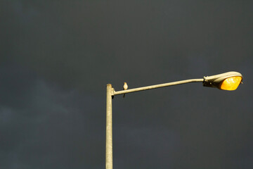 street lamp in the night