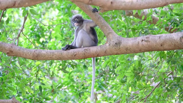 Two dusky langur stay together on tree branch then one go to other area with looking by other one.