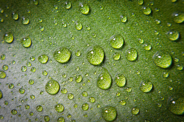 Water droplets on green leaves.