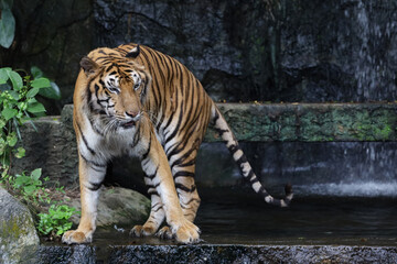 Close up bengal tiger is beautiful animal and dangerous in forest