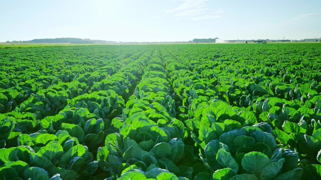 Panoramic aerial view of cabbage plantation, organic and healthy