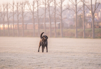 Dog on a frosty misty morning