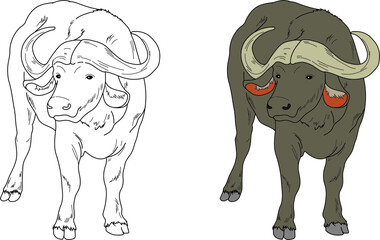 Cape buffalo vector drawing cartoon coloring for children line art and colored