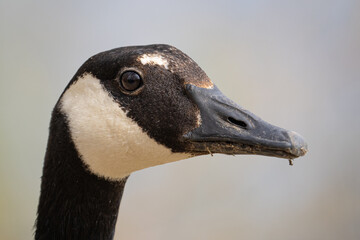 Canadian goose gets a close up head shot on a sunny day