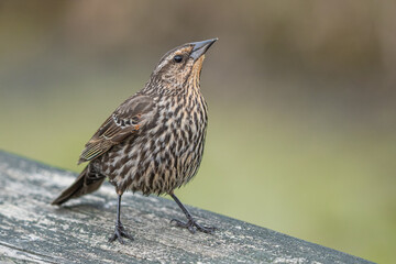 female red winged black bird has landed nearby