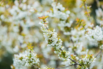 Kirschblüte